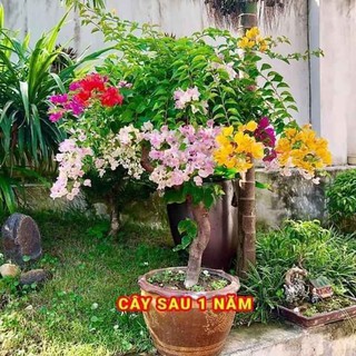 3 CÂY HOA GIẤY NGŨ SẮC