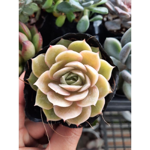 Sen đá ngọc bích🌵hư 1 đổi 1🌵đã thuần