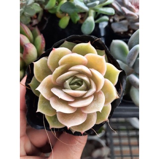 Sen đá ngọc bích🌵hư 1 đổi 1🌵đã thuần