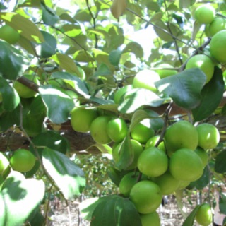 Giống cây táo Thái Lan (2 cây)