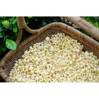 Hạt ném ( củ nén / hành tăm )