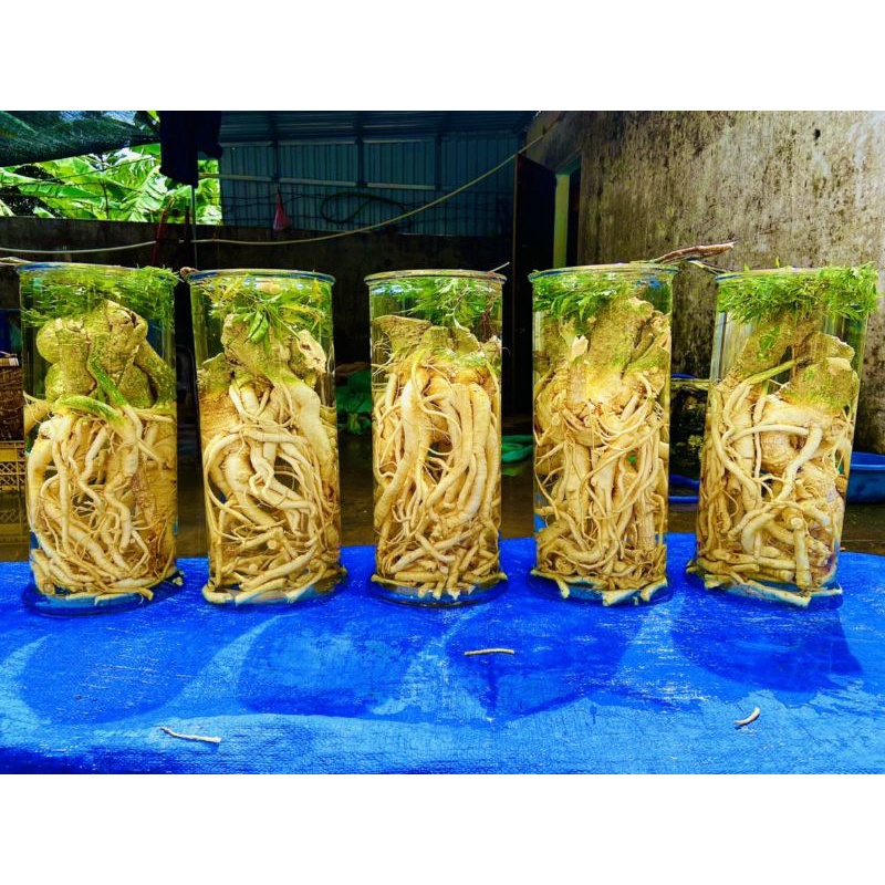 Đinh lăng điêu khắc, tam đa 25l