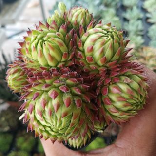 Sen đá phật bà mẫu 3