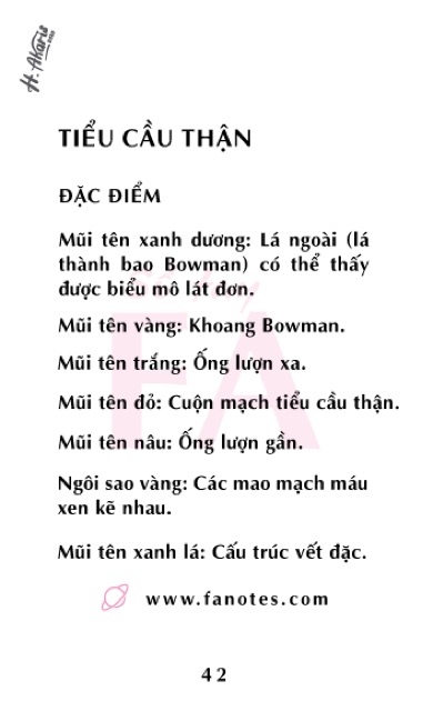 FA mô học// flashcard anatomy mô học