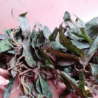 Hoa lan hài jacky bóc rừng 2 cây