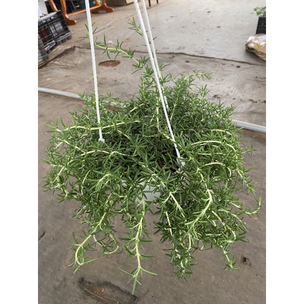 Chậu treo Hương thảo rũ