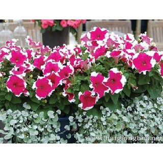 200 hạt giống dạ yến thảo viền