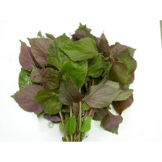 5gr Hạt Giống Tía Tô Cao Sản - Học Viện Nông Nghiệp Việt nam