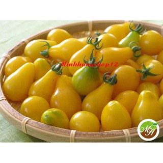 50 Hạt Giống Cà Chua Bi Qủa Lê Vàng (Cà Chua Vàng Hình Qủa Lê) - Hạt Chuẩn Nảy Mầm Tốt