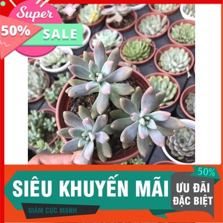 Sen pha lê tím trung