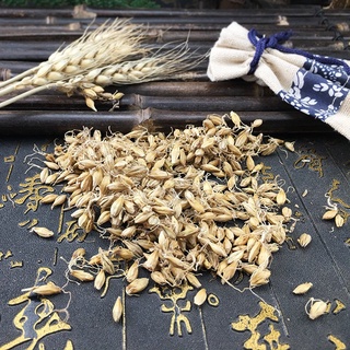 Trà Hạt lúa mạch lên mầm rễ sấy khô 100g.