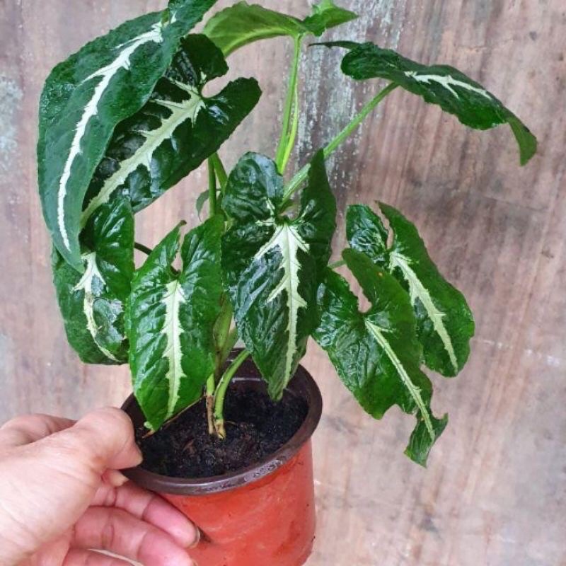 Trầu bà nhung -cây giống