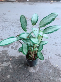 Đuôi Công Trắng