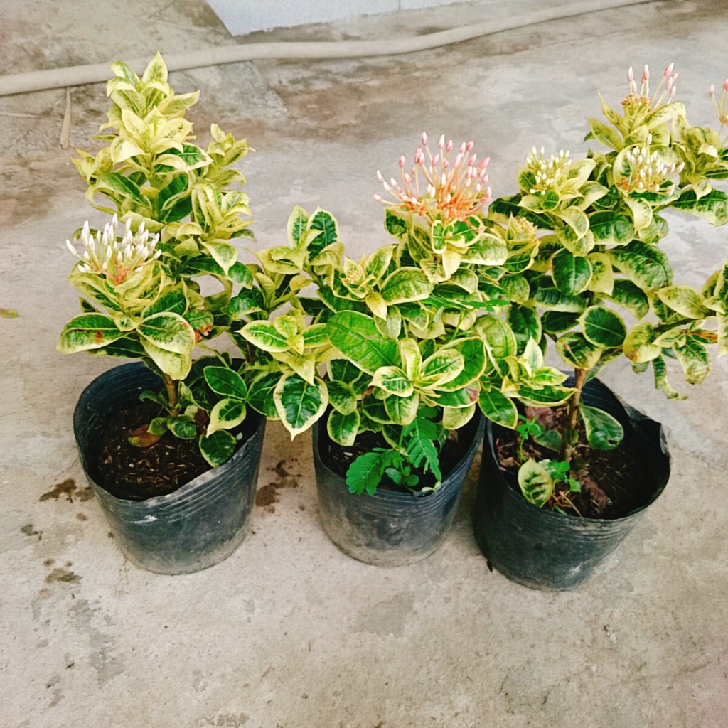 Cây Mẫu Đơn Cẩm Thạch Hồng - Cây Bông Trang Cẩm Thạch Hồng