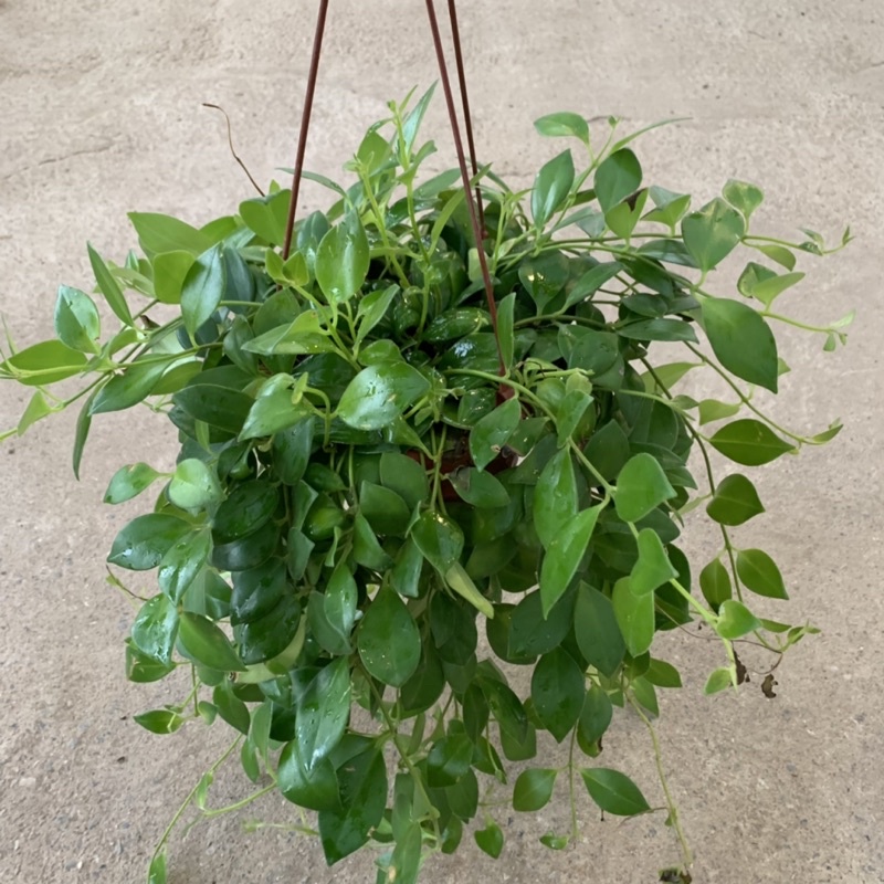 Cây son môi trồng chậu treo bán kính 30cm, cây nở hoa đẹp hình thỏi son môi, trồng trang trí quán cafe, ban công, cửa sổ