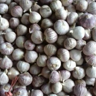 Tỏi cô đơn 1kg /100k