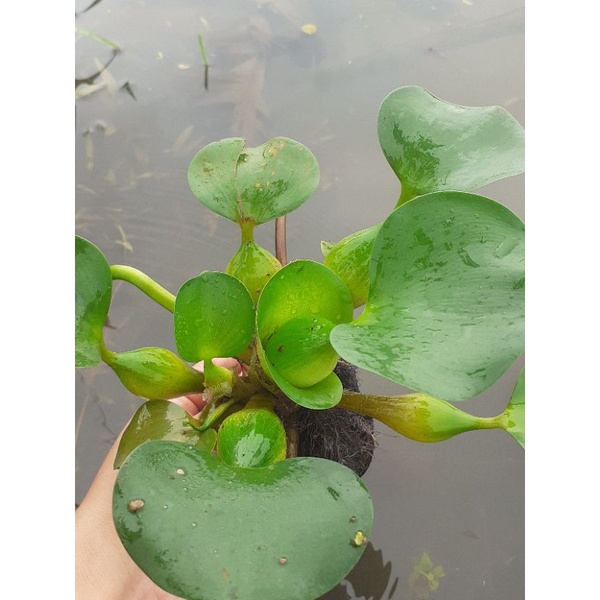 Cây bèo tây/lục bình. 1 cây
