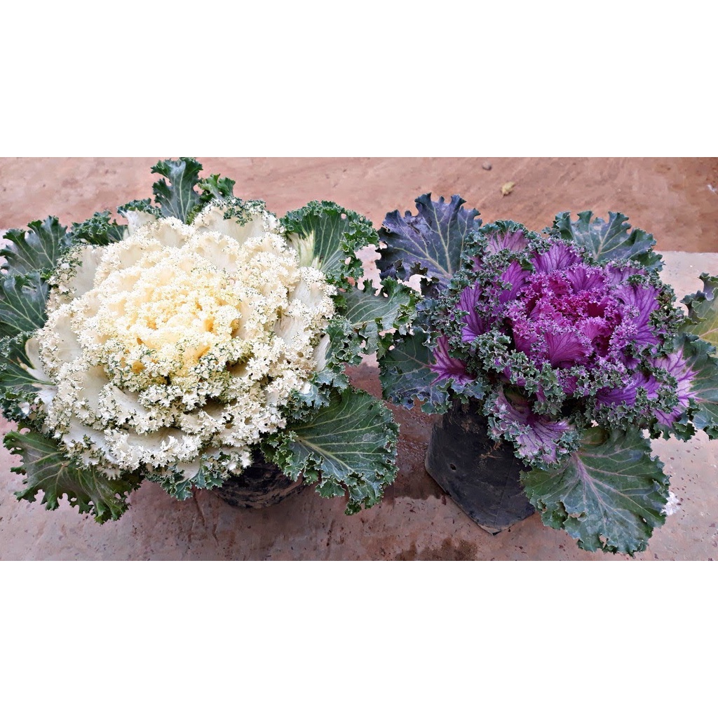 Hạt giống hoa bắp cải (Bắp cải hoa hồng) nhập Thái Lan nguyên gói (ornamental cabbage)