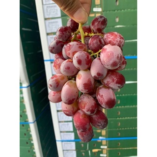 [ GIAO HỎA TỐC HCM ] [ JENNY FRUIT ] - NHO các loại