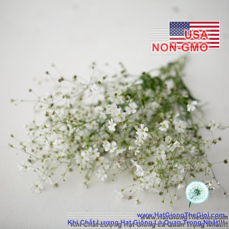 100h Hạt Giống Hoa Baby Breath Trắng (C1.203| B7*V41)