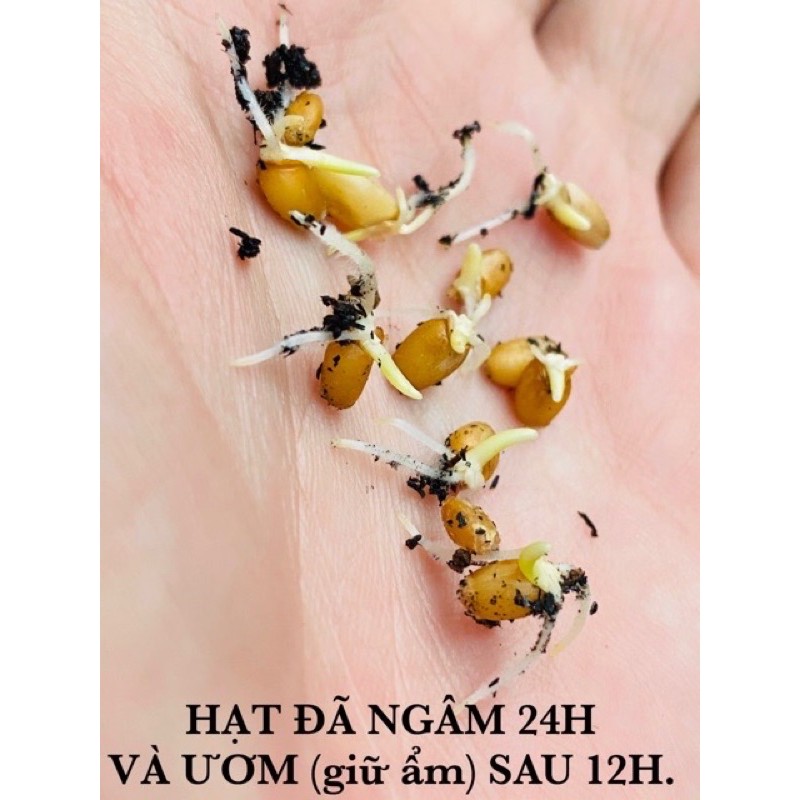 1 GÓI HẠT GIỐNG CỎ LÚA MÌ CHO MÈO 3g