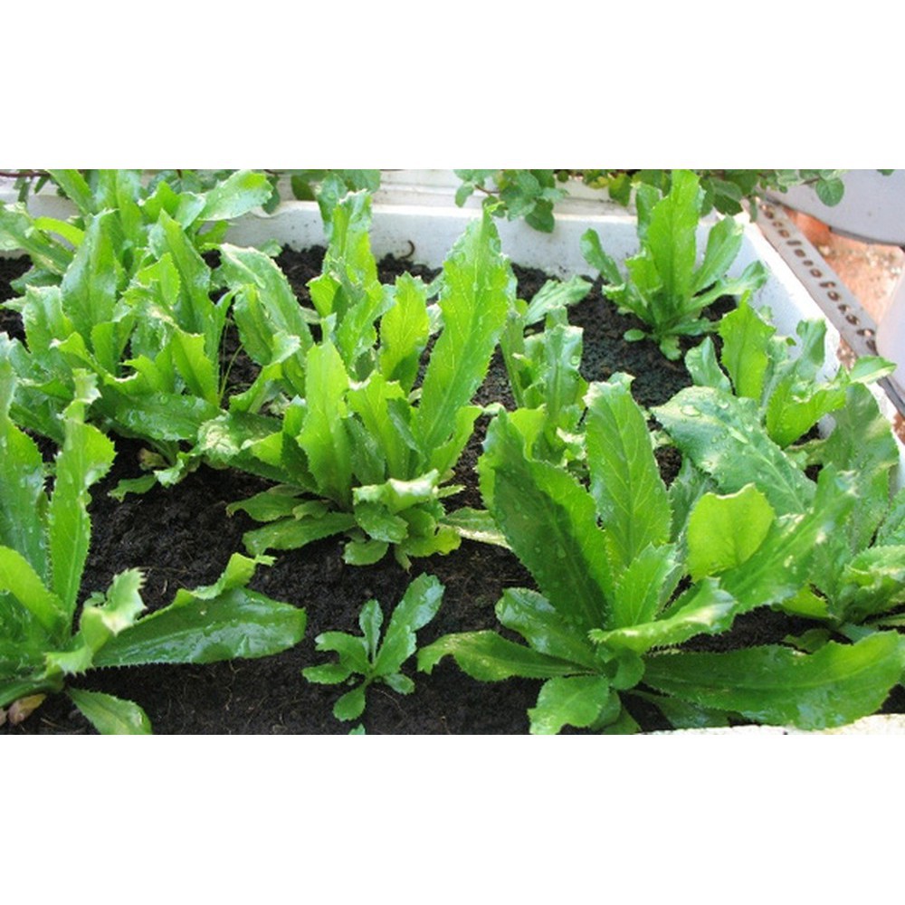 Hạt Giống Rau Ngò Gai/ Mùi Tàu  - Dễ Trồng, Giòn, Thơm - MUA 3 TẶNG 1 CÙNG LOẠI