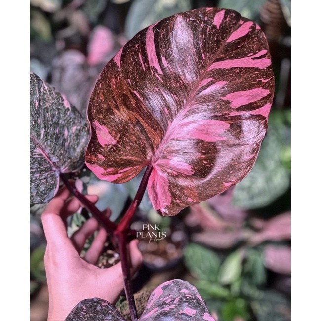 Philodendron princess công chúa hồng cây lớn