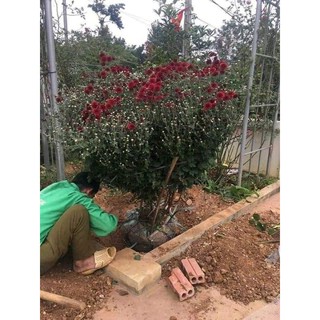 Cúc cổ sơn la hoa đẹp bền cây