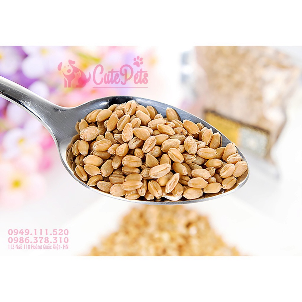 BMB1 🌱 Hạt giống cỏ mèo catnip bổ xung chất xơ và đẩy búi lông ra ngoài - CutePets phụ kiện thú cưng Pet cửa hàng Hà Nộ