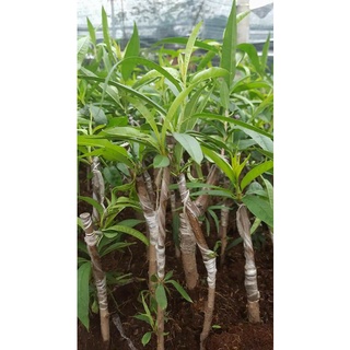 Cây đào bích, đào phai, đào trắng - hàng cây đào giống