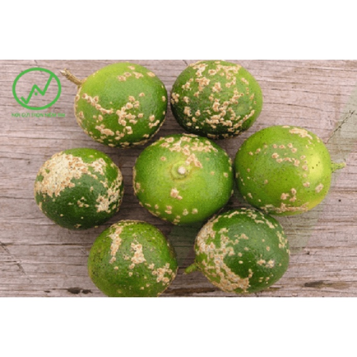 Kumulus 80WG  - Thuốc trừ bệnh phấn trắng, ghẻ sẹo, nhện đỏ cho cây trồng