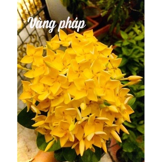 Cây bông trang vàng pháp hoa to (hoa mẫu đơn) - cao 40-60cm
