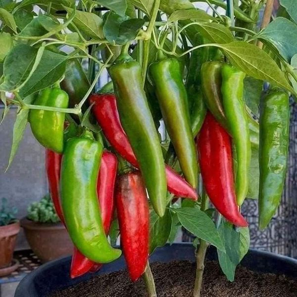 Hạt giống ớt các loại : ớt chuông, ớt chỉ thiên, ớt dài, ớt ngũ sắc, ớt cu tý
