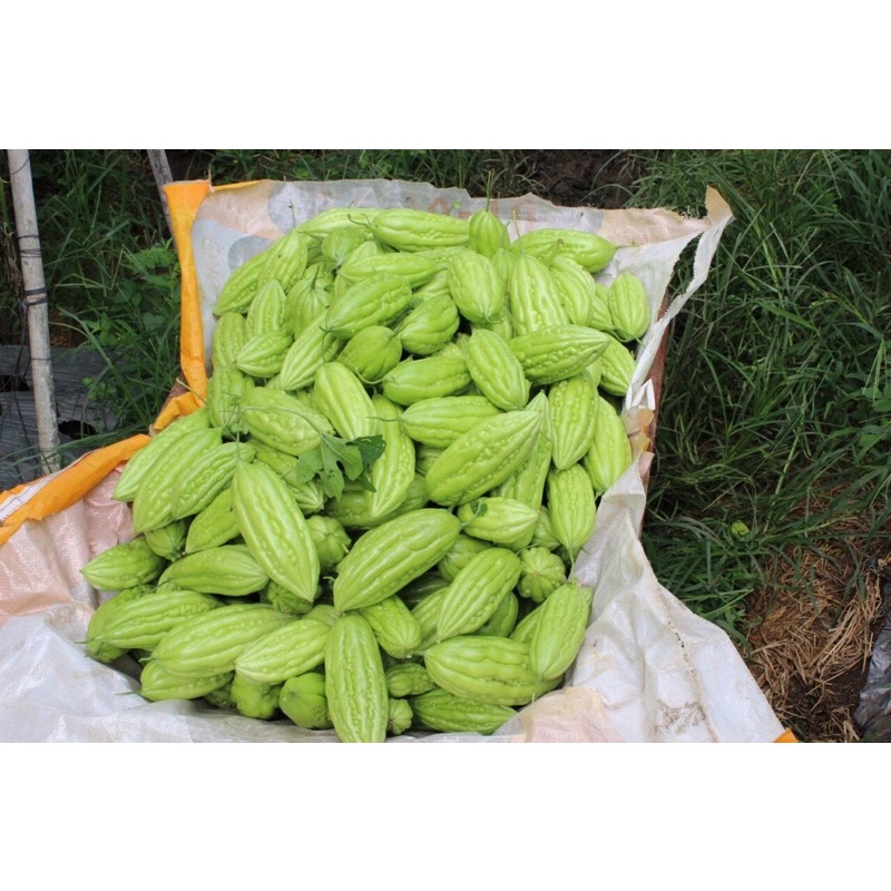 HẠT GIỐNG KHỔ QUA F1 SIÊU TRÁI gói 2gr hiệu Phú Nông