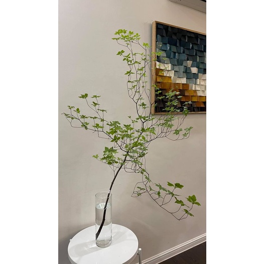 Cành Thạch Nam giả 85cm loại 1 giống thật 99%  - SkyShare Decor