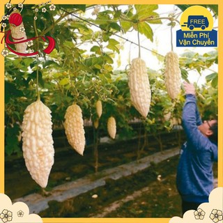 Hạt Giống Mướp Đắng Trắng Đài Loan