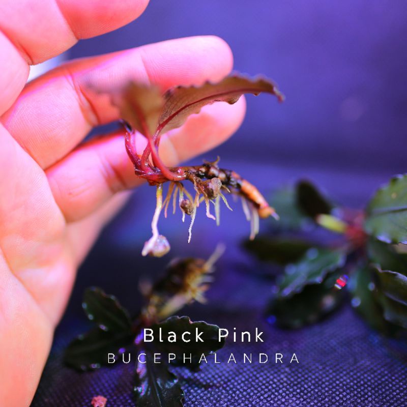 Black Pink đợt mới | Cây thủy sinh lá đỏ hồng | Hàng ngọn | lá cạn
