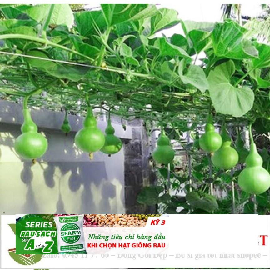 Hạt Giống Bầu Hồ Lô - Mini Siêu Kute  5 hạt ĐẾN MÙA TRỒNG TẾT