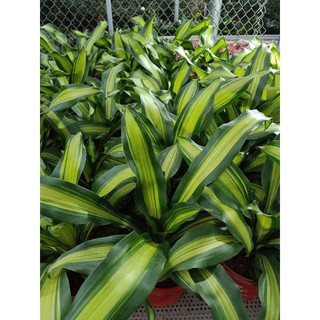 giá gốc-cây THIẾT MỘC LAN để bàn