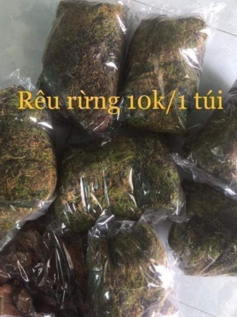 Rêu rừng khô