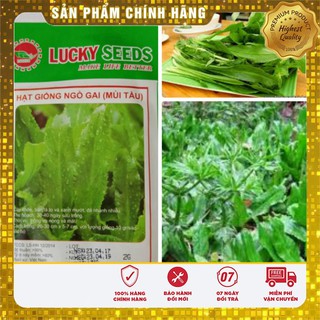 Hạt Giống Mùi Tàu(Ngò Gai) 5gr