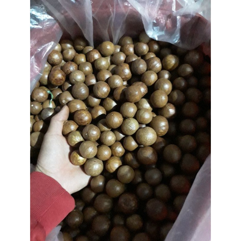 500G MACCA  ĐĂKLAK SẤY ĂN LIỀN Size ĐẠI