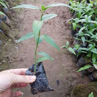 💙2 Bầu rau mảnh cộng 🌳🌳 MUA 2 TẶNG 2 🌳🌳 Sô lượng có hạn