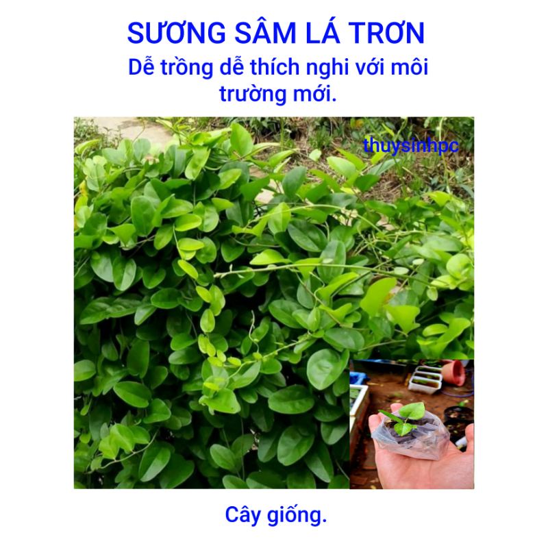 CÂY SƯƠNG SÂM Con, (lưu ý và cân nhắc khu vực trước khi đặt hàng)