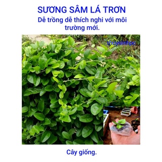 Mua CÂY SƯƠNG SÂM Con  (lưu ý và cân nhắc khu vực trước khi đặt hàng)