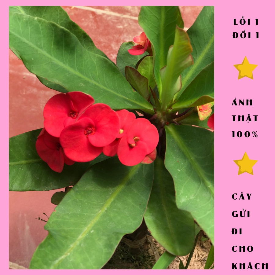 Cây xương rồng bát tiên đỏ cao 30cm đang nụ hoa