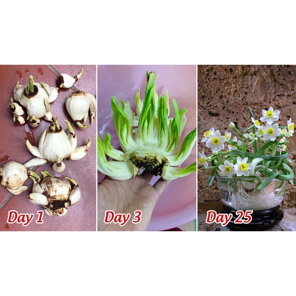 Combo: dao tỉa chuyên dụng + 1 Củ giống hoa thủy tiên size to 16-17cm, nhiều mầm, hoa nở đẹp, thơm, trắng tinh khôi