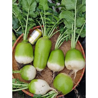 CỦ CẢI HÀN QUỐC SIÊU TO KHỔNG LỒ