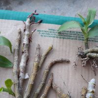 Trầm tím thân nù.đang nụ