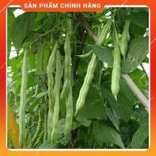 HẠT GIỐNG ĐẬU COVE LEO CAO SẢN - 50gam